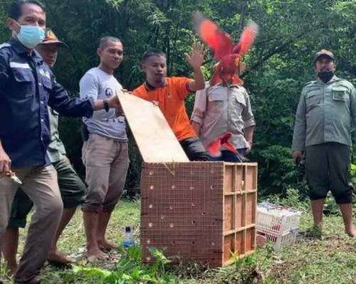 BKSDA Maluku Lepasliarkan 25 Ekor Burung Nuri di Kawasan KSA Masbait