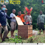 BKSDA Maluku Lepasliarkan 25 Ekor Burung Nuri di Kawasan KSA Masbait