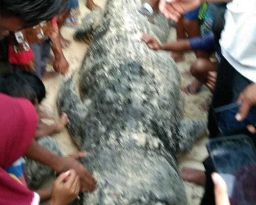 La Kaharuna Tewas Diterkam Buaya Saat Mencari Ikan