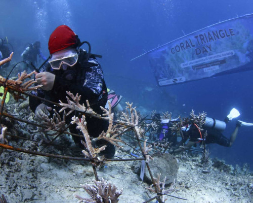 Peringati Hari Segitiga Terumbu Karang, Komunitas Penjaga Laut Transplatansi Karang di Morella