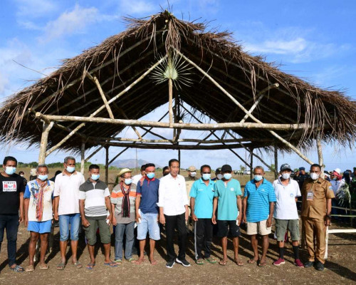 Peternak Kerbau di Pulau Moa MBD Kesulitan Air