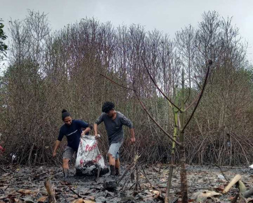 Pulihkan Habitat yang Hilang, Jala Ina Ajak Masyaraat Adopsi Mangrove 