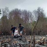 Pulihkan Habitat yang Hilang, Jala Ina Ajak Masyaraat Adopsi Mangrove 