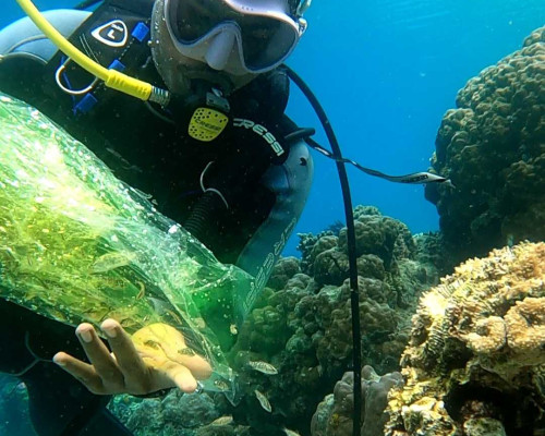 Jala Ina Tebar Ratusan Benih Ikan di Perairan Pulau Pombo