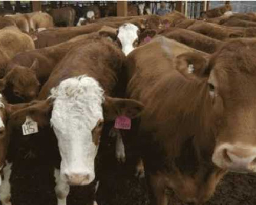 RPH di Tawiri Jadi Rumah Hantu