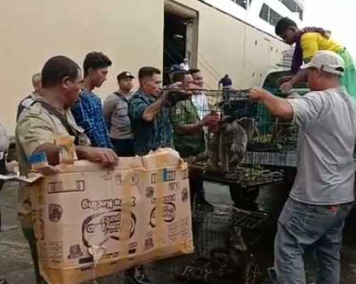 Polsek KPYS Ambon Gagalkan Penyelundupan Kanguru Asal Papua