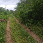 Belasan Tahun, Jalan Lingkar Kecamatan Ambalau Belum Juga Dikerjakan