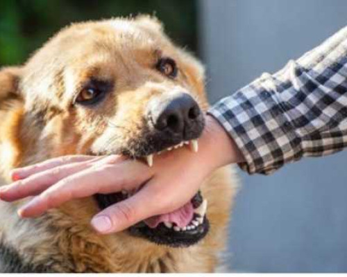 Belasan Orang Jadi Korban Gigitan Anjing di Malteng