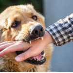 Belasan Orang Jadi Korban Gigitan Anjing di Malteng