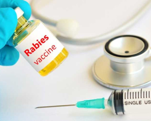 Pemkot Ambon Minta Tambahan Vaksin Rabies