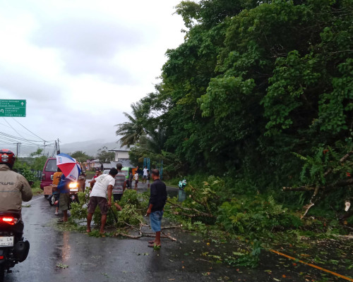Pohon Tumbang di Suli, Lalu Lintas Macet