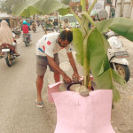 Tak Kunjung Diperbaiki, Sopir Angkot Tanam Pohon di Tengah Jalan