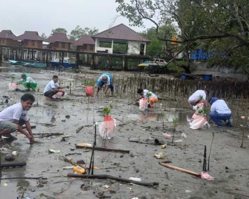 Jaga Lingkungan, Relawan Ganjar Bersama Warga Tanam Mangrove di Ambon