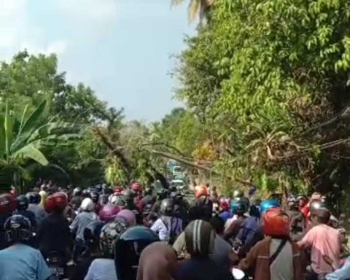 Pohon Tumbang Tutupi Jalan di Hunuth, Lalulintas Macet
