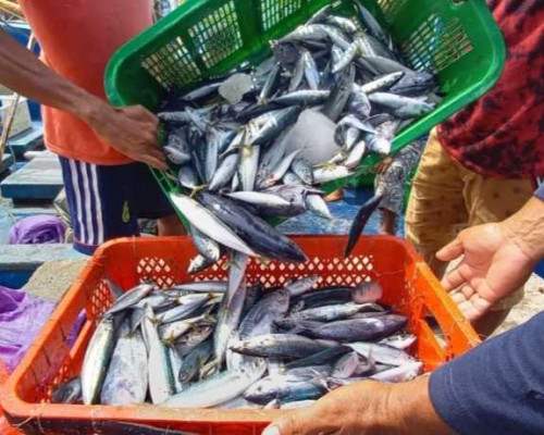 Jelang Natal, Pemkot Ambon Bagikan Ikan Gratis