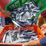 Jelang Natal, Pemkot Ambon Bagikan Ikan Gratis