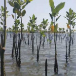 Hehamahua Apresiasi Penanaman Ribuan Anakan Mangrove