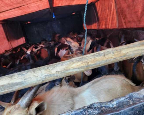 Balai Karantina Maluku Pastikan Pengiriman Kambing Ke Papua Barat Aman