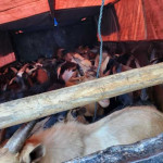 Balai Karantina Maluku Pastikan Pengiriman Kambing Ke Papua Barat Aman