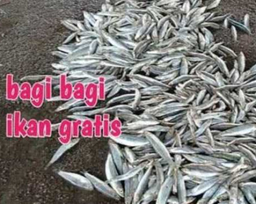 Pemkot Ambon Kembali Bagi Ikan Gratis di Tiga Lokasi