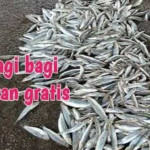 Pemkot Ambon Kembali Bagi Ikan Gratis di Tiga Lokasi