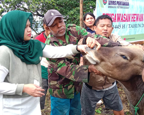 Jelang Idul Adha 1445 H, Distan Maluku Awasi Kesehatan Hewan Kurban