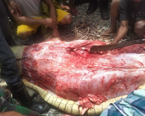 Warga Desa Wali Tewas Diterkam Buaya Saat Mencari Siput