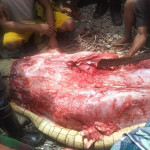 Warga Desa Wali Tewas Diterkam Buaya Saat Mencari Siput