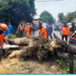 Antisipasi Korban Jiwa, Ratusan Pohon Ditebang BPBD Kota Ambon