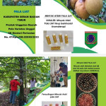 Pemda SBT Diminta Kembangkan Pala Liat Varietas Unggul Hasi Daerah