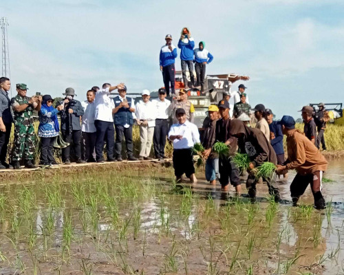 Mentan Amran Sulaiman Panen Padi di Dusun Sailong