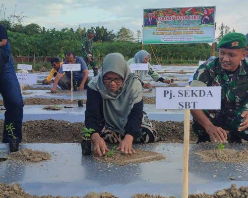Gerakan Tanam Cabai, Upaya Pemkab SBT Kendalikan Inflasi