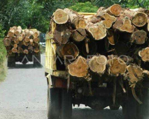 Diduga Kayu Tanpa Dokumen Masuk Ambon, Kadishut Diminta Evaluasi Pengawas Lapangan