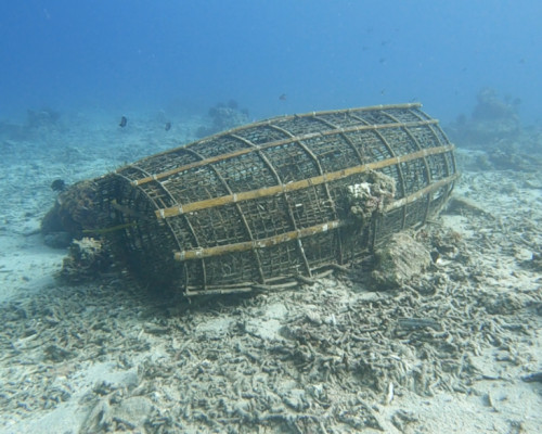 Hasil Riset Jala Ina, Tutupan Karang Hidup di Negeri Liang di Bawah 5 Persen