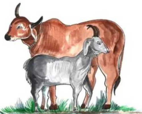 Pekan Depan Pemkot Gelar Pemeriksaan Hewan Qurban