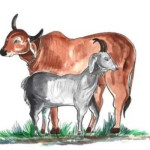 Pekan Depan Pemkot Gelar Pemeriksaan Hewan Qurban