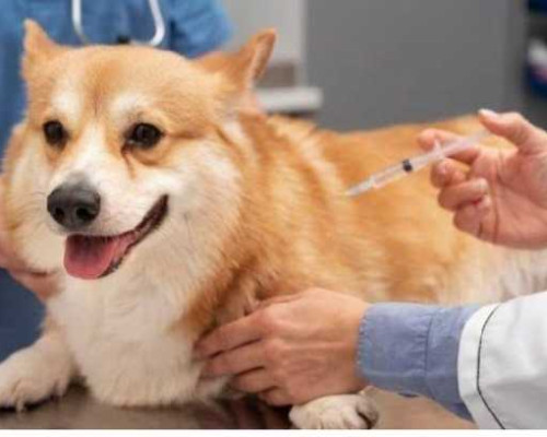 Vaksin Rabies di Kota Ambon Tinggal 286 Vial