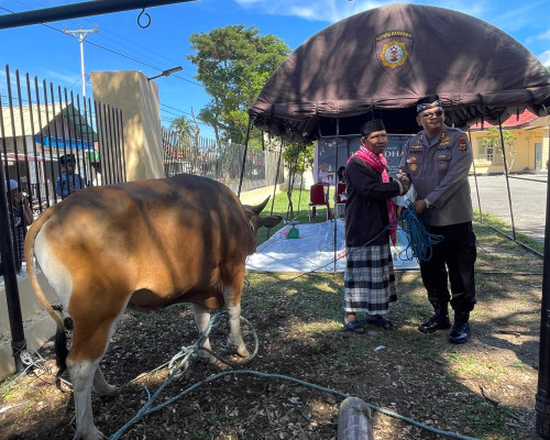 Rayakan Idul Adha, Polres Bursel Kurbankan 2 Ekor Sapi untuk Warga