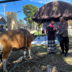 Rayakan Idul Adha, Polres Bursel Kurbankan 2 Ekor Sapi untuk Warga