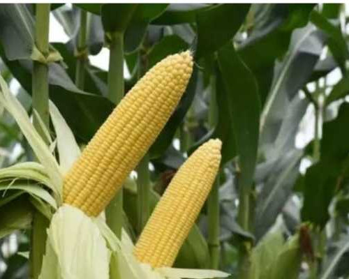 Dukung Ketahanan Pangan, Distan Bursel Siapkan 200 Hektar Lahan  Untuk  Tanam Jagung 