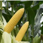 Dukung Ketahanan Pangan, Distan Bursel Siapkan 200 Hektar Lahan  Untuk  Tanam Jagung 