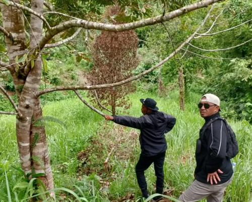 10.785 Tanaman Warga Dirusaki, Yani : Kami Akan Lakukan Penyelidikan