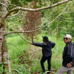 10.785 Tanaman Warga Dirusaki, Yani : Kami Akan Lakukan Penyelidikan