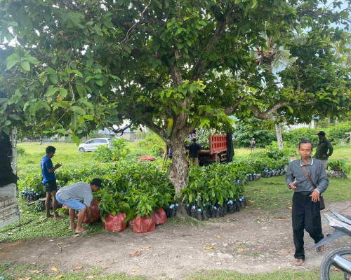 50 Ribu Anakan Cokelat untuk Maluku Tengah, Aspirasi Saadiah Uluputty Mulai Dirasakan Petani 