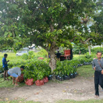 50 Ribu Anakan Cokelat untuk Maluku Tengah, Aspirasi Saadiah Uluputty Mulai Dirasakan Petani 