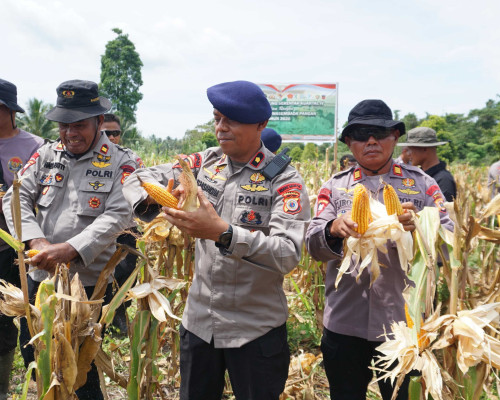 Dukung Swasembada Pangan, Batalyon B Pelopor Panen Jagung di Makariki