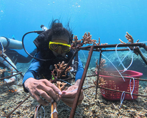 Sahabat Pante Liang Gelar Transplantasi Karang Perdana